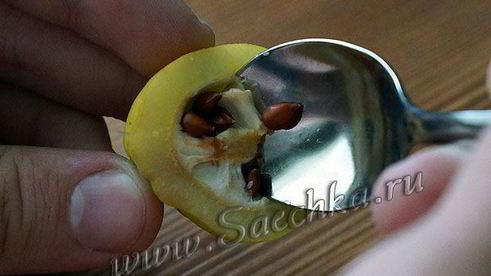 японская айва на зиму