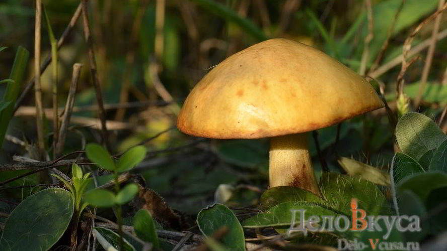 Рецепт заготовки маслята