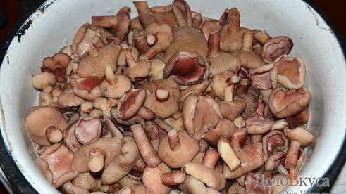 заготовка маслят