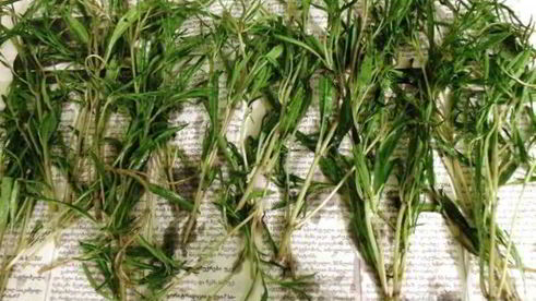 заготовка пряности — чабер, эстрагон