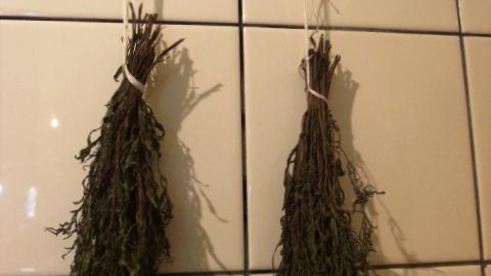 заготовка пряности — чабер, эстрагон