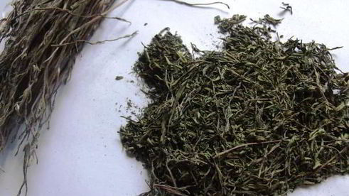 заготовка пряности — чабер, эстрагон